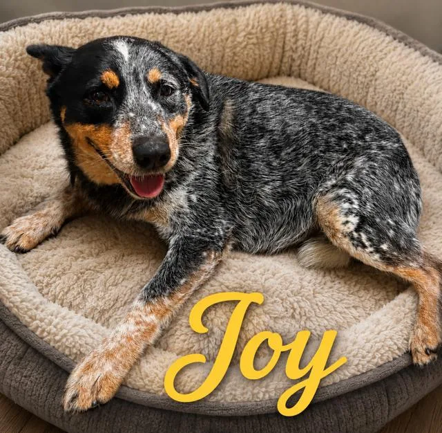 An adult medium-sized female Australian Cattle Dog / Blue Heeler dog named Joy for adoption in Zimmerman, MN