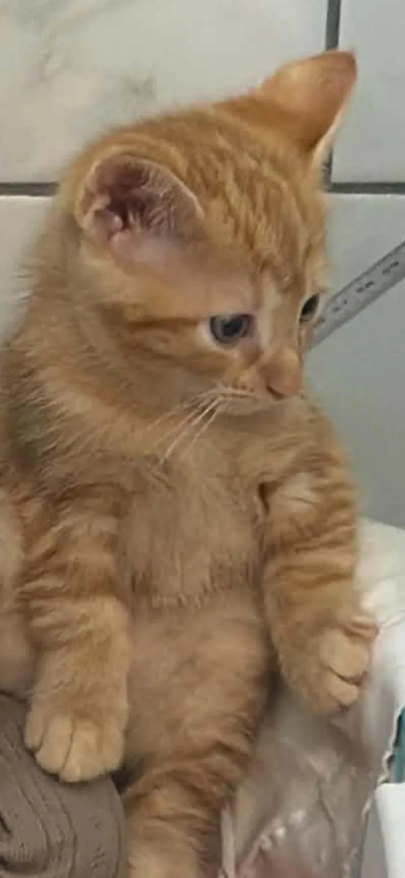 A baby medium-sized female Tabby (Orange / Red) Domestic Medium Hair cat named Tiara for adoption in Brick, NJ