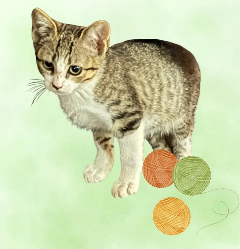 A baby medium-sized female Gray & White Domestic Short Hair cat named Chili for adoption in Ponchatoula, LA