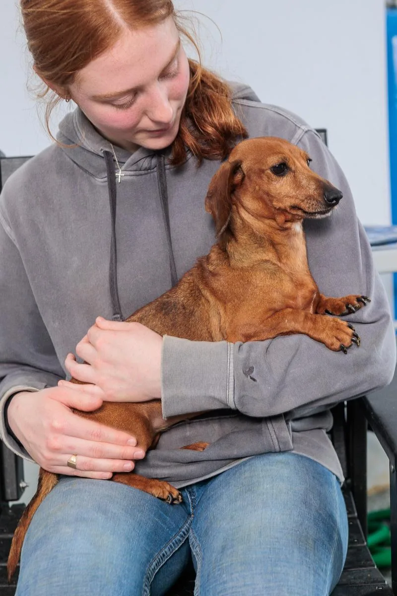 A young small-sized female Dachshund dog named Nutmeg for adoption in Chester Springs, PA