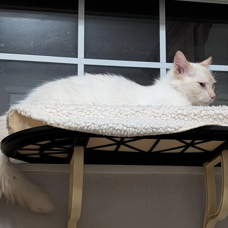 Fluffernutter