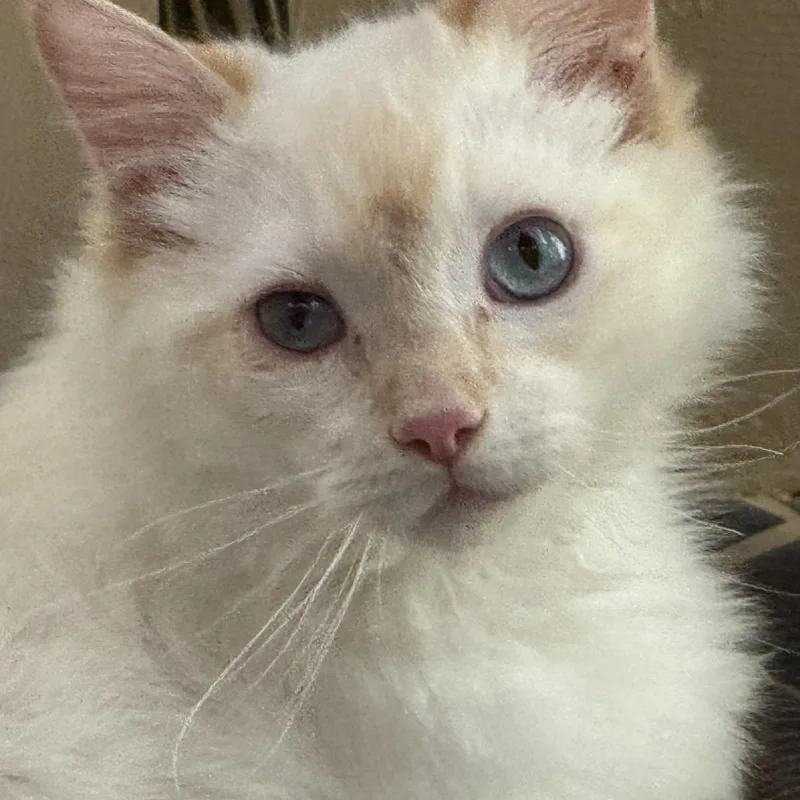 Fluffernutter thumbnail 2