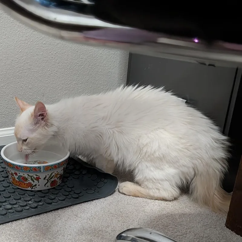 Fluffernutter thumbnail 3