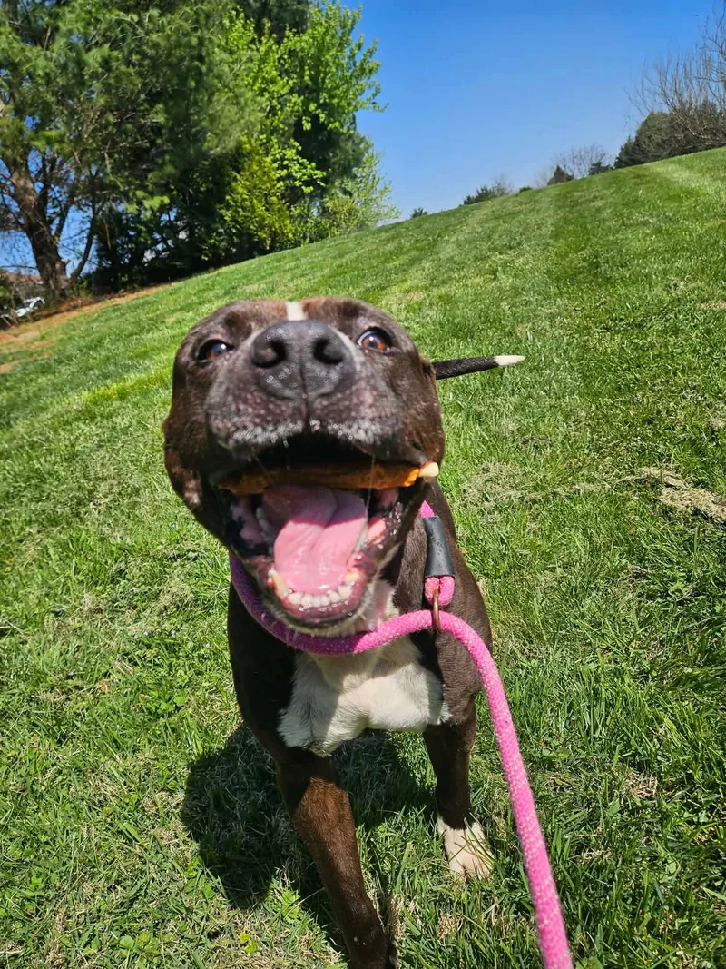 A young medium-sized male Brown / Chocolate Pit Bull Terrier dog named Blarney for adoption in Culpeper, VA