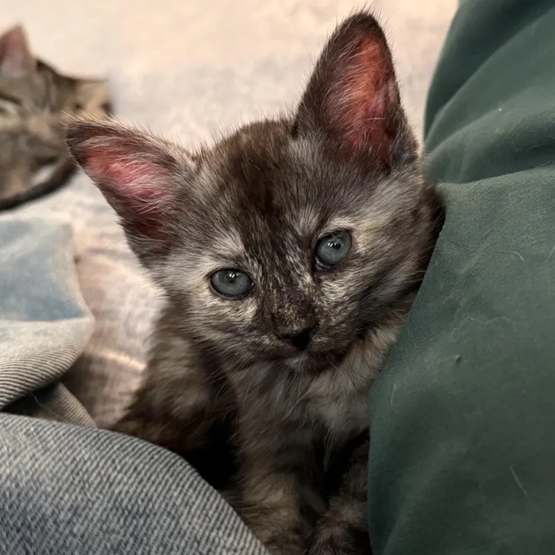 A baby small-sized female Tortoiseshell Domestic Short Hair cat named Sylvie for adoption in Hemet, CA