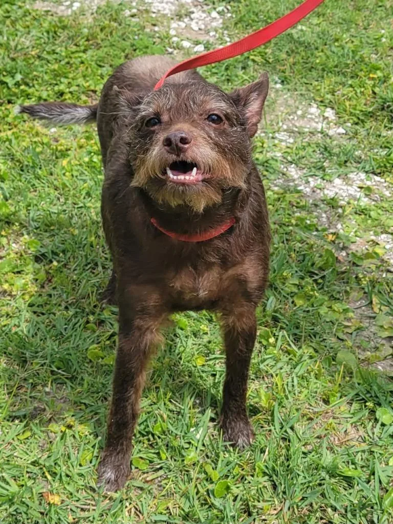 An adult medium-sized male Terrier dog named Gus for adoption in North Syracuse, NY