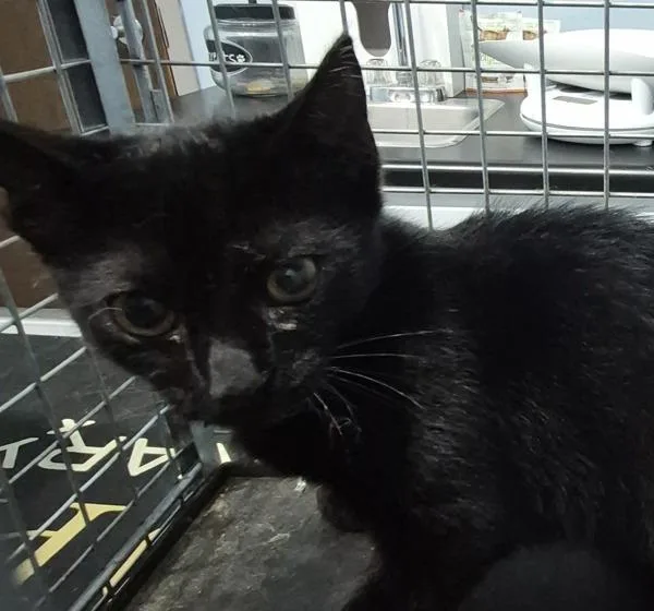 A baby small-sized male Domestic Short Hair cat named Ifc Clove for adoption in Lawrenceville, GA