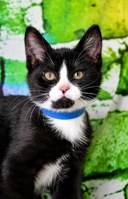 A baby small-sized male Domestic Short Hair cat named Bebe for adoption in Yakima, WA