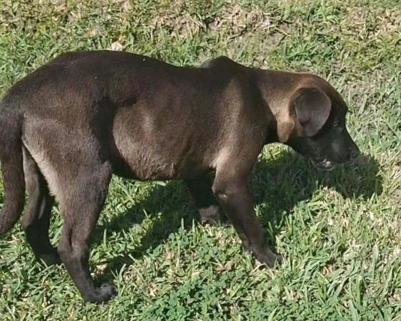 A young medium-sized male Labrador Retriever dog named Jimi Hendrix for adoption in Houston, TX