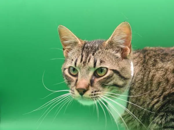 A young small-sized male Domestic Short Hair cat named Gibson for adoption in Portland, OR