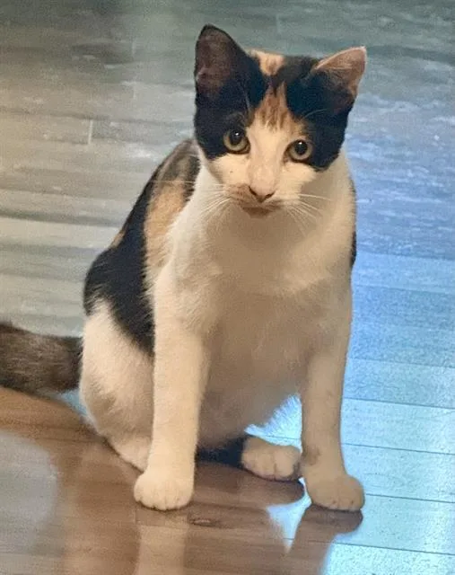 A young small-sized female Domestic Short Hair cat named Sol for adoption in San Antonio, TX