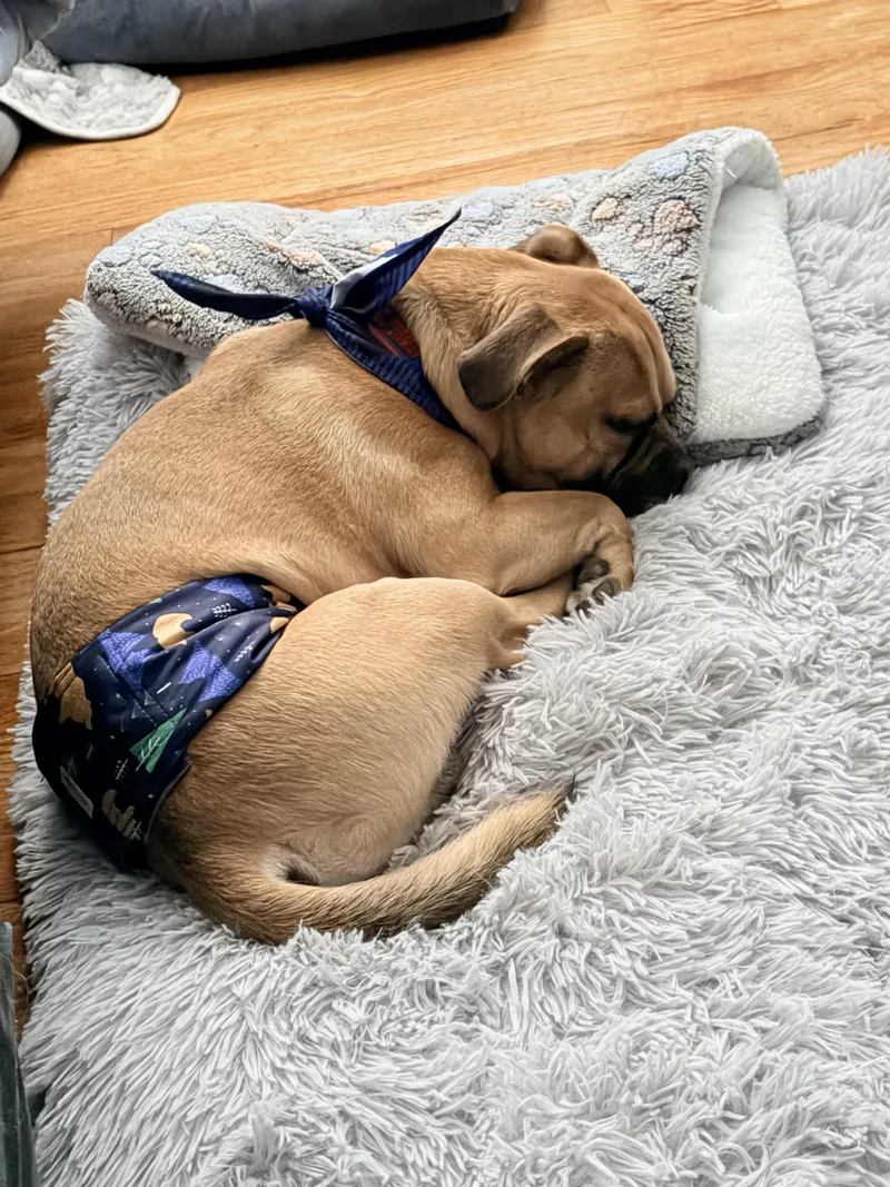 Carmelow thumbnail 4