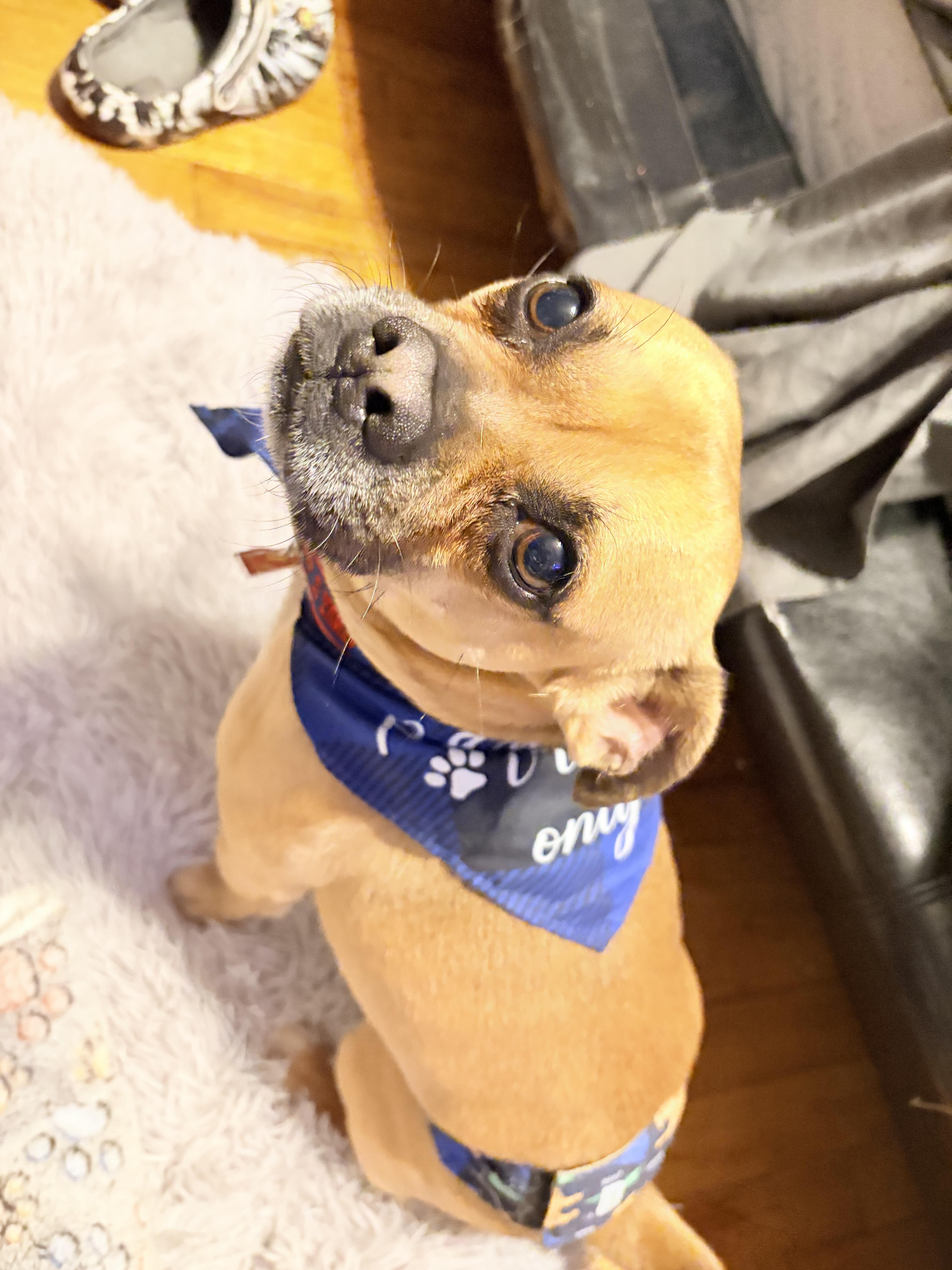 Carmelow thumbnail 5