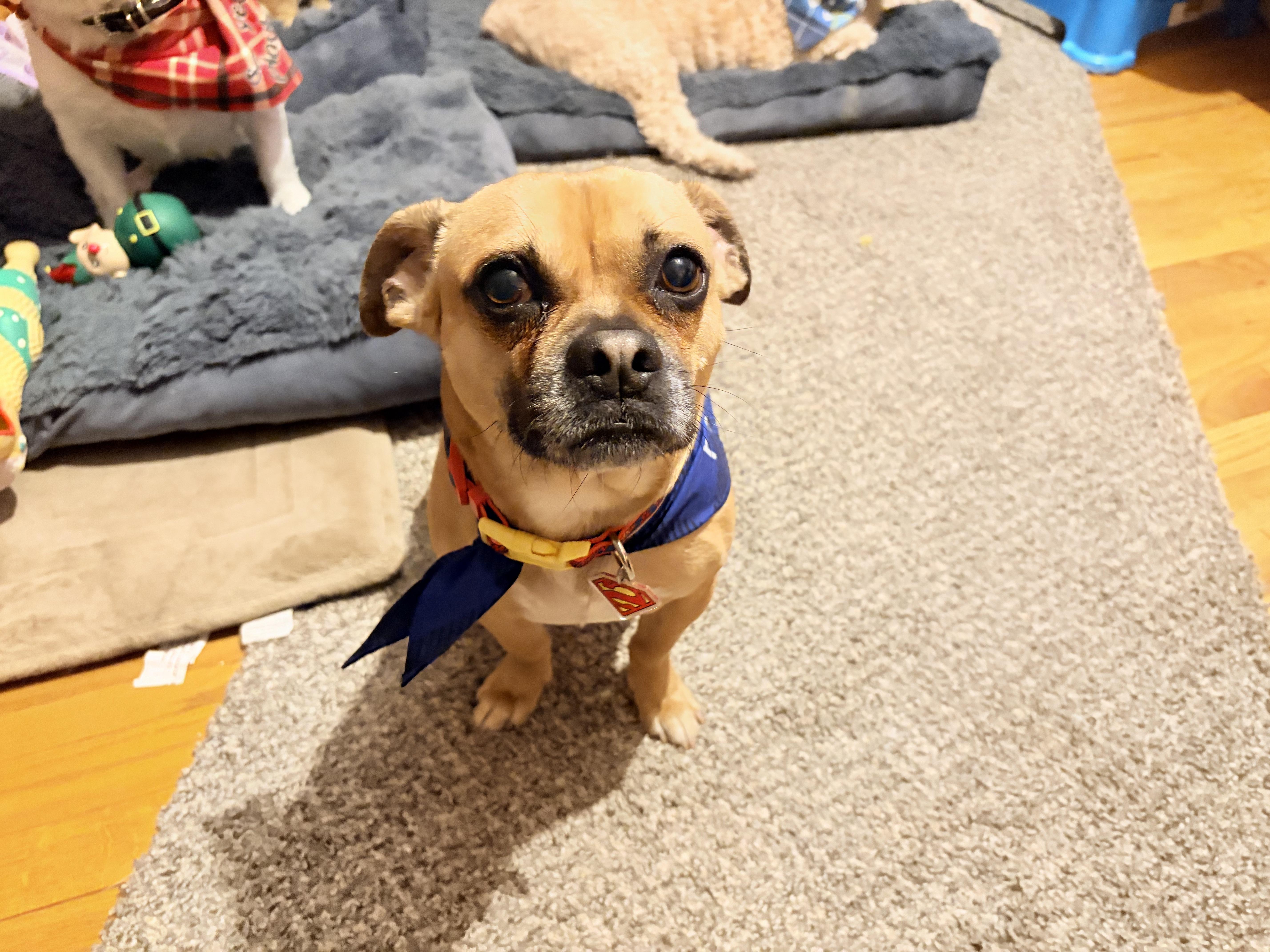 Carmelow thumbnail 6