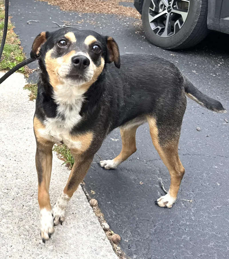 An adult medium-sized male Tricolor (Brown, Black, & White) Miniature Pinscher dog named Eddie for adoption in Andover, MA