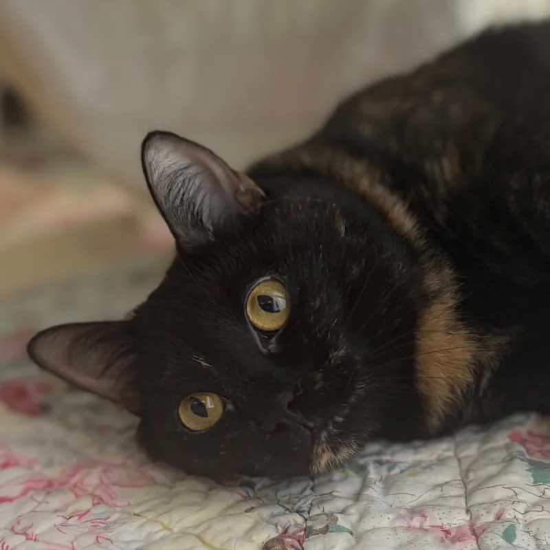 An adult extra large-sized female Tortoiseshell Domestic Medium Hair cat named Hedwig for adoption in West Olive, MI