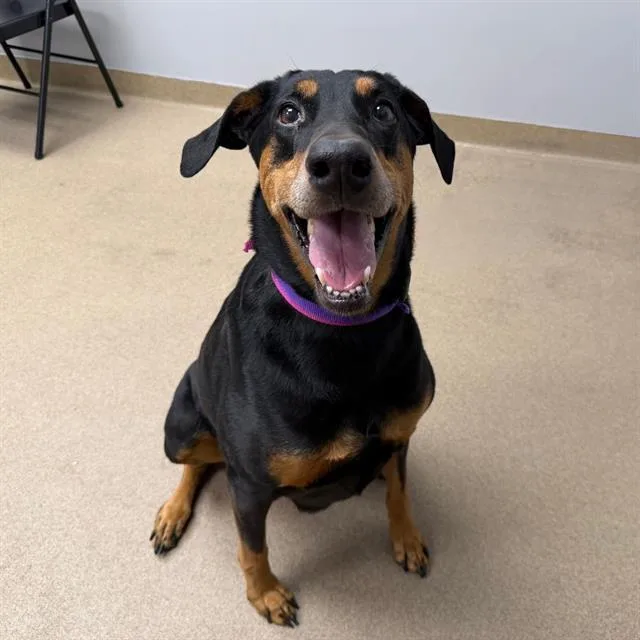 An adult large-sized female Doberman Pinscher dog named Bella for adoption in Aurora, CO