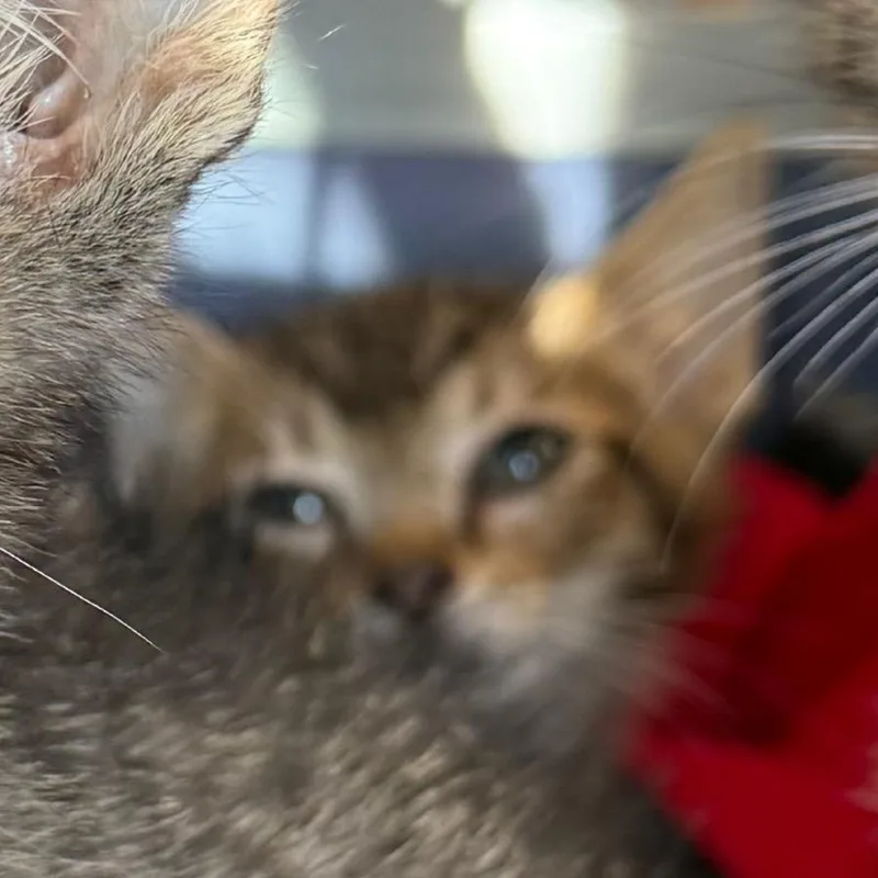 A baby small-sized female Brown / Chocolate Domestic Short Hair cat named Teefs for adoption in Naples, FL