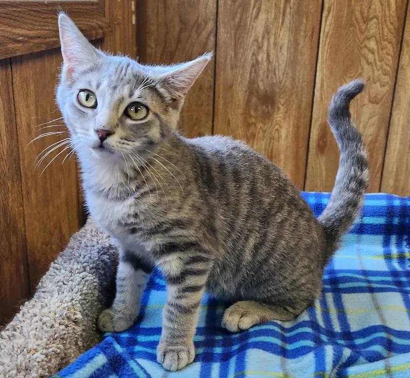 A baby medium-sized male Tabby cat named Cloud for adoption in Linden, NJ