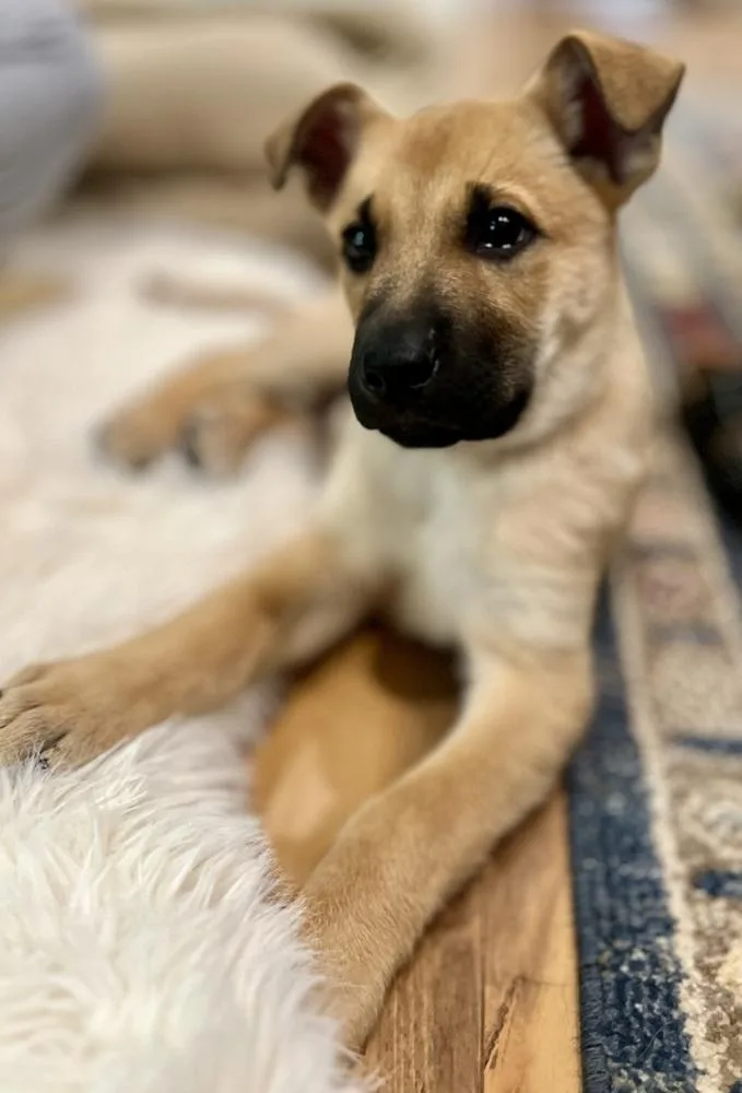 Huck