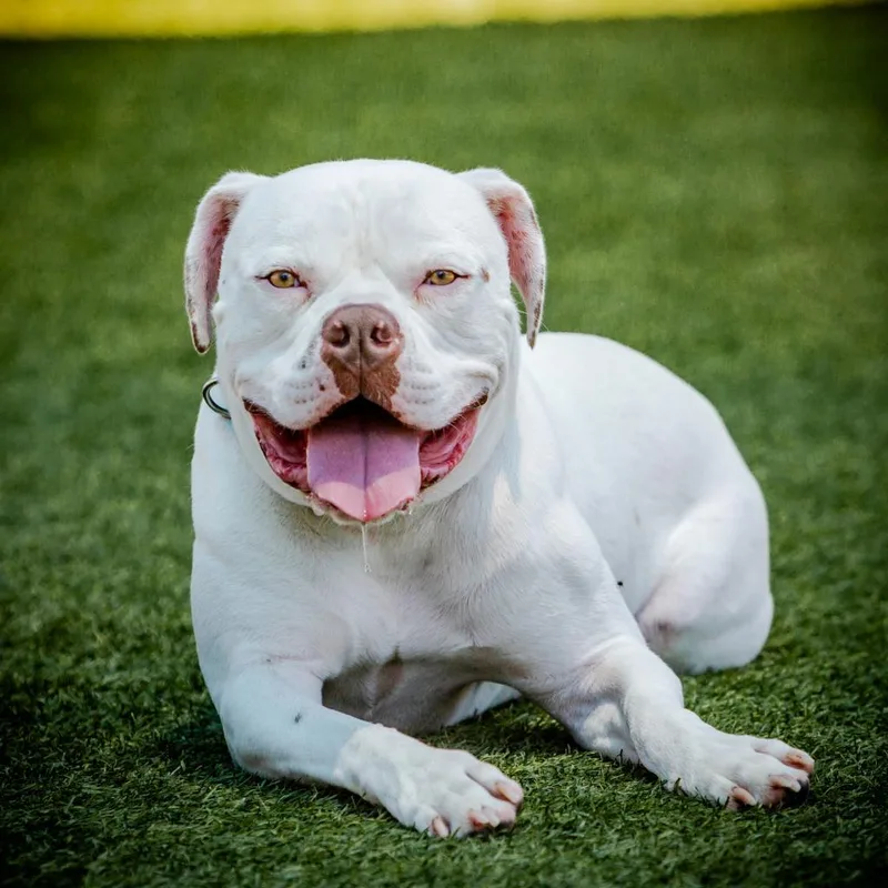 Wilson A thumbnail 2