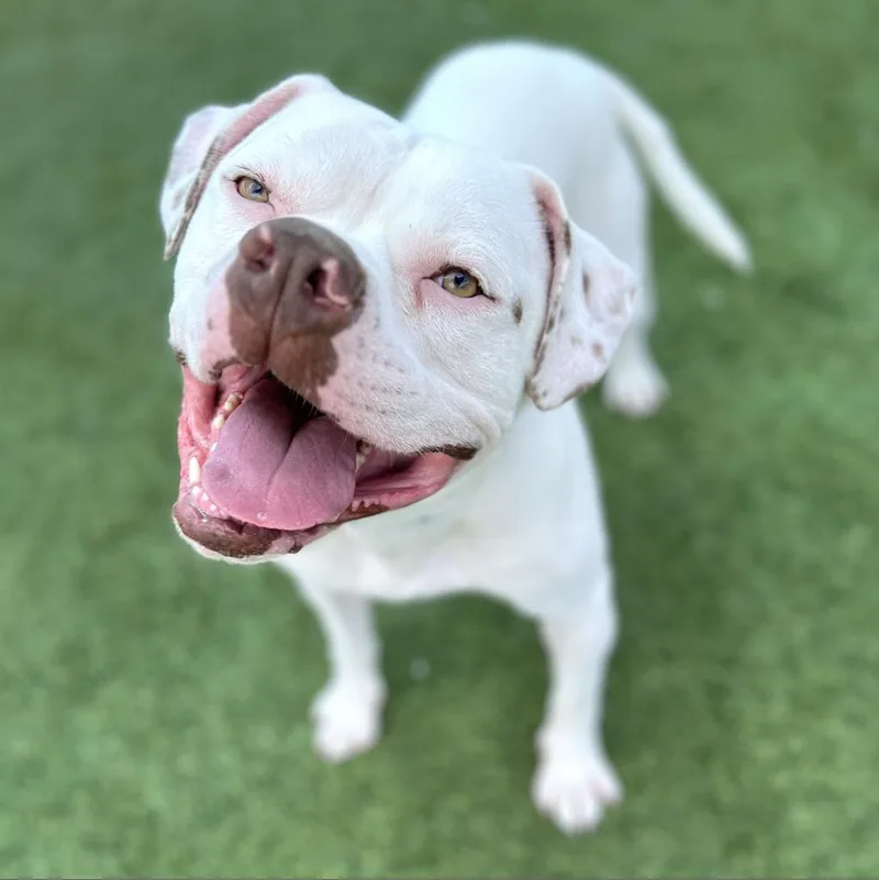 Wilson A thumbnail 3