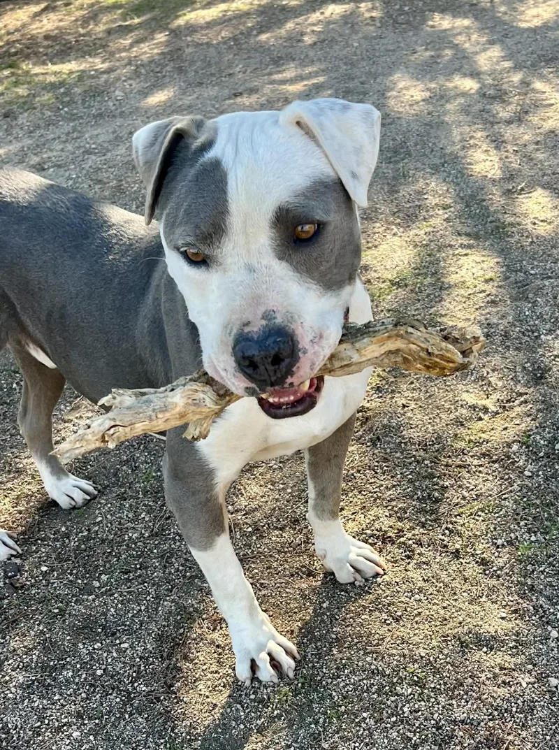 An adult large-sized male Gray / Blue / Silver Pit Bull Terrier dog named Gabe for adoption in Ventura, CA