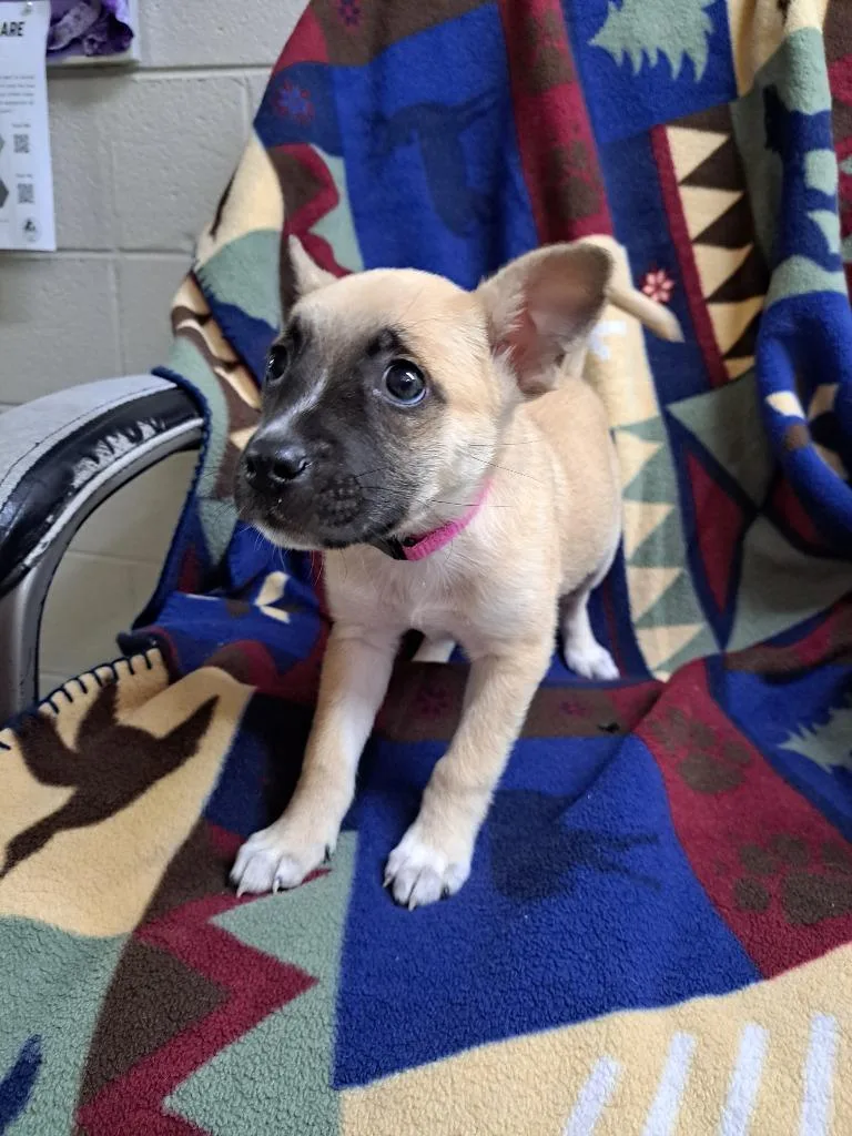 A baby small-sized female Mixed Breed dog named Melba for adoption in Murray, KY