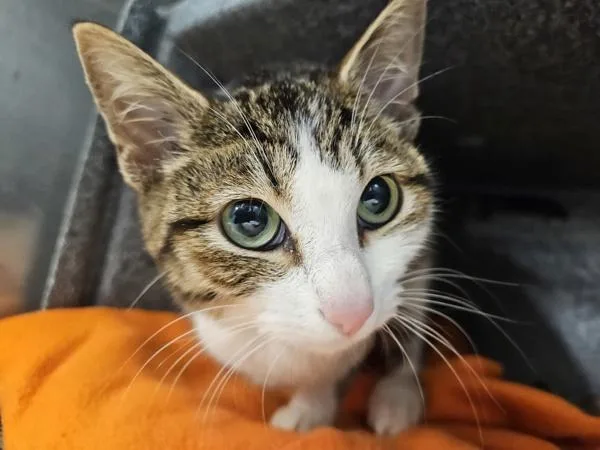 A young small-sized male Domestic Short Hair cat named Pretty Boy for adoption in San Diego, CA