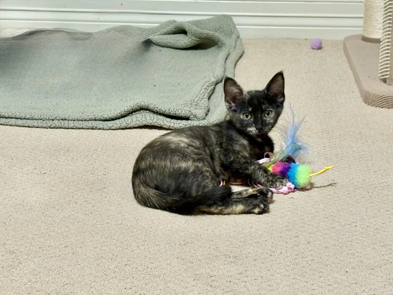 Meowgan Rapinoe