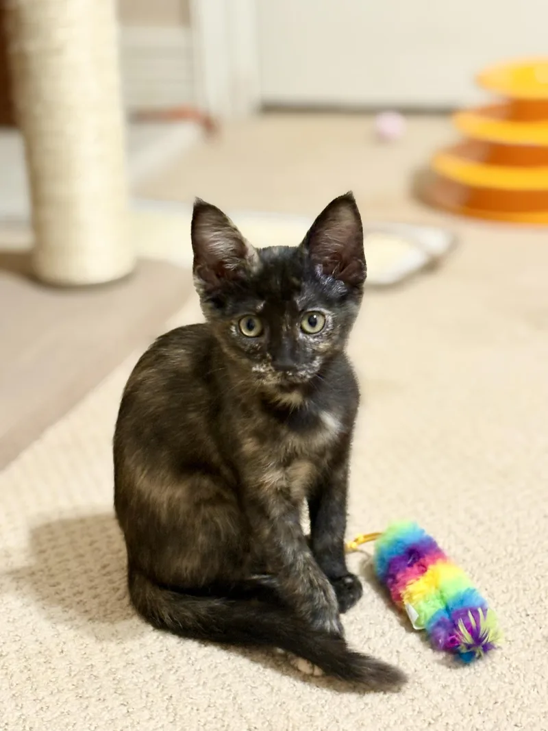 Meowgan Rapinoe thumbnail 2