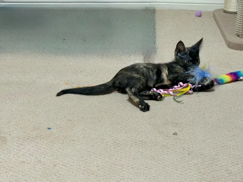 Meowgan Rapinoe thumbnail 3