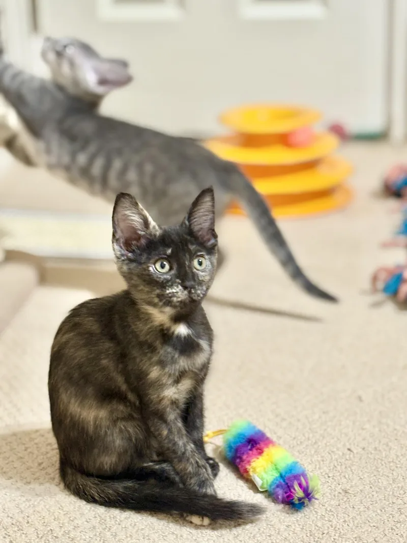 Meowgan Rapinoe thumbnail 4