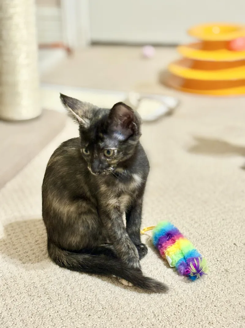 Meowgan Rapinoe thumbnail 6