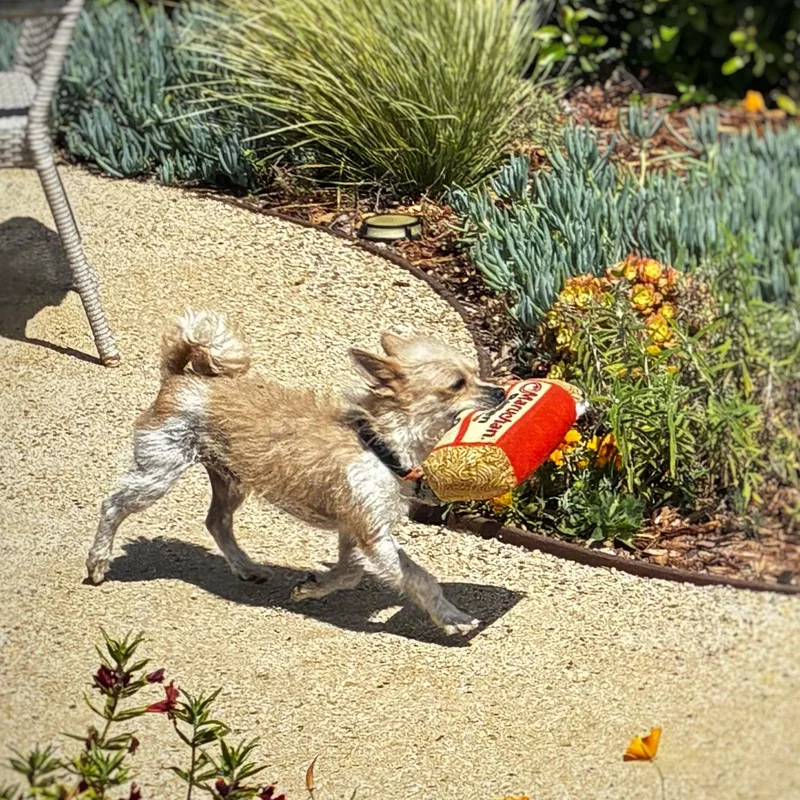 An adult small-sized male Apricot / Beige Terrier dog named Taz for adoption in Torrance, CA