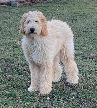 A baby medium-sized male Poodle dog named Bo for adoption in Mustang, OK
