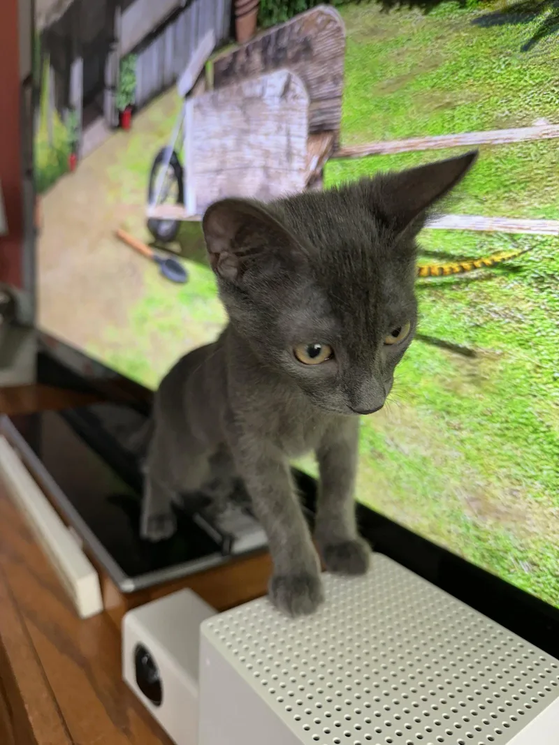 A baby medium-sized female Domestic Short Hair cat named CeeCee for adoption in Walled Lake, MI