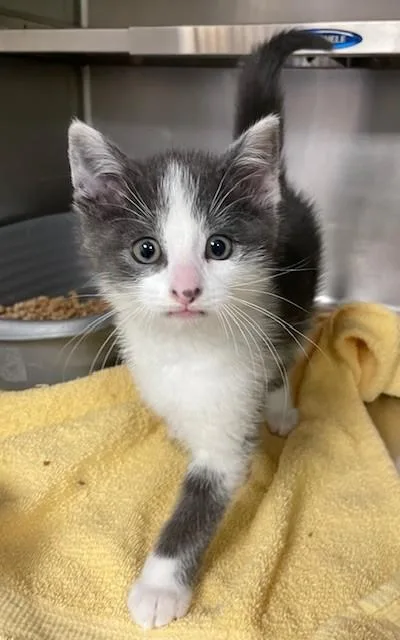 A young medium-sized male Gray & White Domestic Short Hair cat named Armstrong for adoption in Prudenville, MI