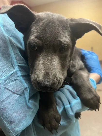 A baby medium-sized male Gray / Blue / Silver Mixed Breed dog named Pepsi for adoption in Wichita, KS