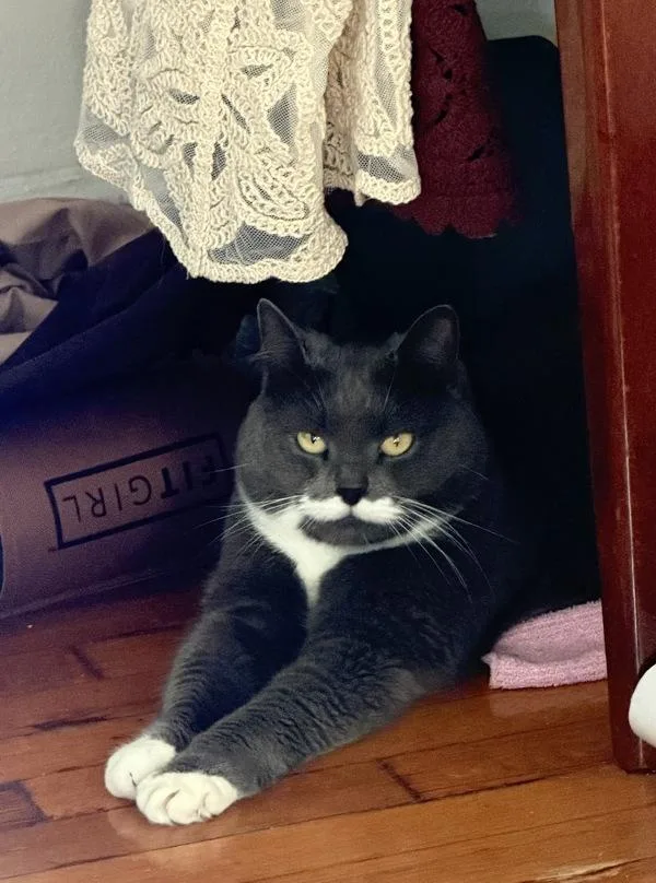 An adult medium-sized female Domestic Short Hair cat named Lucy for adoption in Staten Island, NY