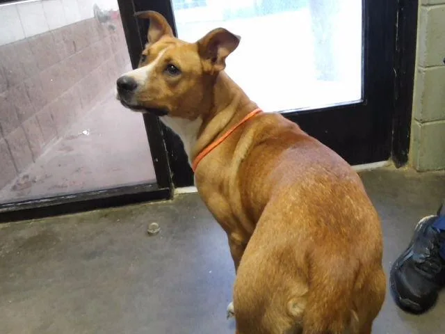 An adult large-sized female Pit Bull Terrier dog named Happy for adoption in Tulsa, OK
