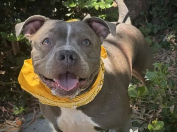 An adult large-sized female Pit Bull Terrier dog named Marthapotamus for adoption in San Pedro, CA