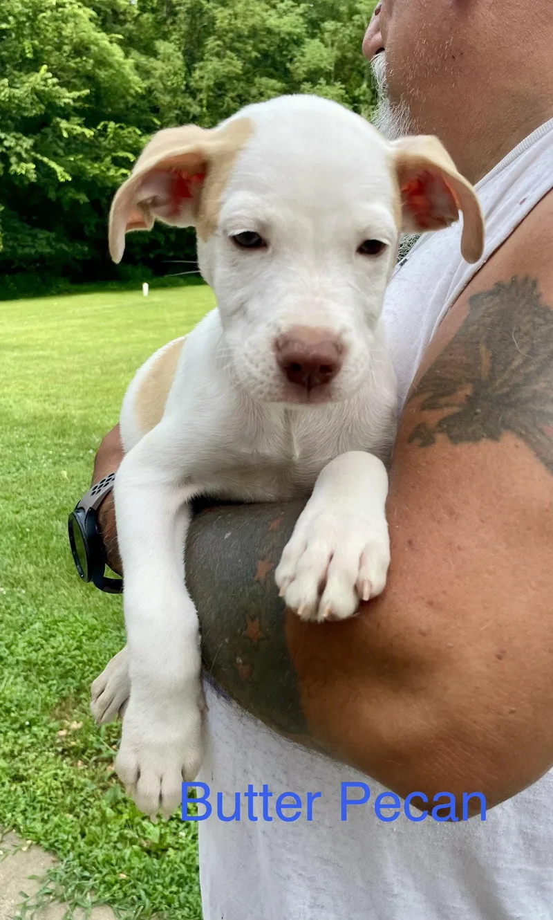 A baby large-sized male Anatolian Shepherd dog named Butter Pecan for adoption in Newport, KY