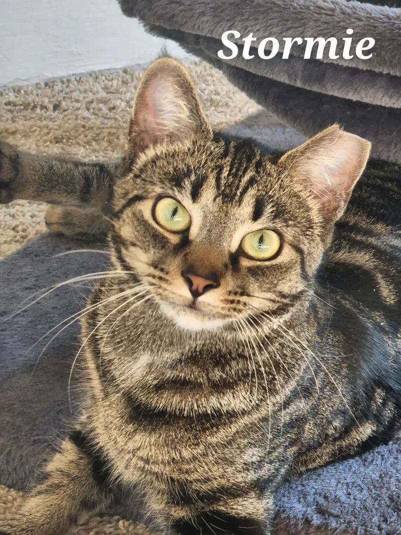Stormie