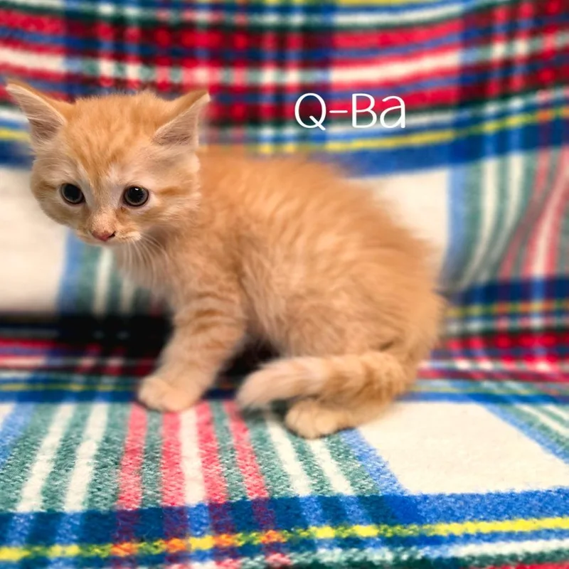 A baby small-sized male Domestic Medium Hair cat named QBa for adoption in Parkersburg, WV