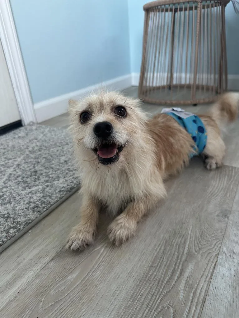 An adult small-sized male Yorkshire Terrier dog named Churro for adoption in Arroyo Grande, CA