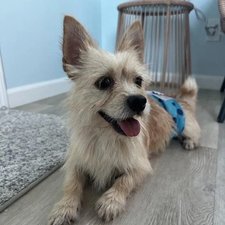 Churro thumbnail 3