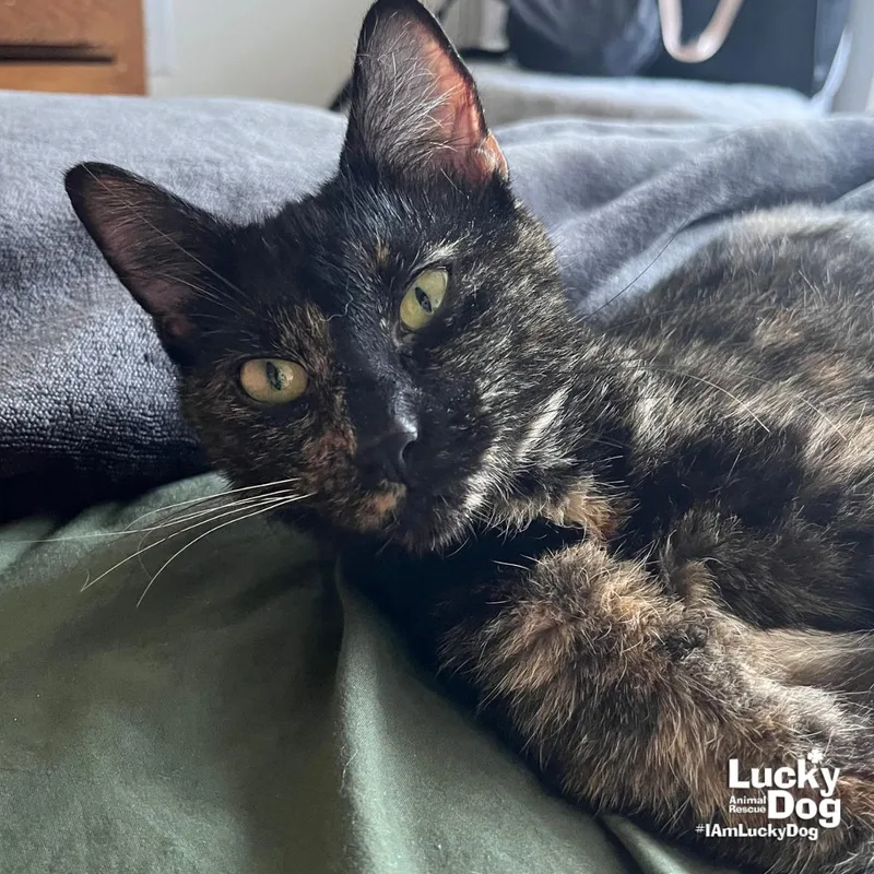 An adult medium-sized female Domestic Short Hair cat named Rain for adoption in Washington, DC