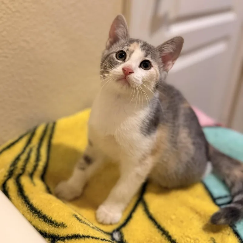 A baby small-sized female Calico Domestic Short Hair cat named Chicken for adoption in Ventura, CA