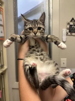 A baby small-sized female Domestic Short Hair cat named Air Fryer for adoption in King William, VA